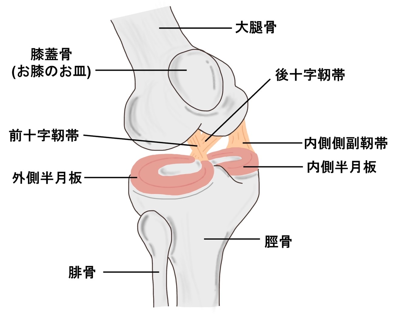 前十字靭帯（ACL）損傷｜症状別コラム｜広報・動画コンテンツ｜医療法人社団 弘人会中田病院