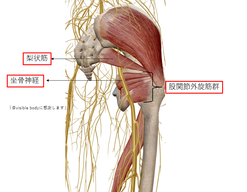 梨状筋症候群のためのストレッチ